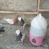 فروش یک جفت جوجه کبوتر طوقی|پرنده|پیر بکران, |دیوار