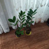 گل زیبا
