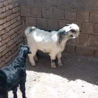 یک راس بزغاله نر روغنی سفید