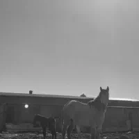 اسب مادیان