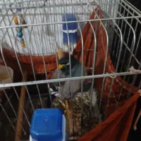 مرغ مینا سخنگوی