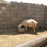 میش|حیوانات مزرعه|ارسنجان, |دیوار