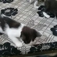 واگذاری ۲ عدد بچه گربه که تازه به غذا خوردن افتادن