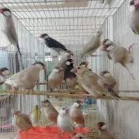 فنچ شکلاتی