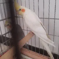 عروس هلندی  با قفس