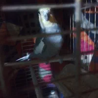 عروس هلندی دوعدد نر|پرنده|پاکدشت, پاکدشت (مامازند)|دیوار