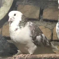 کفتر|پرنده|خنداب, |دیوار