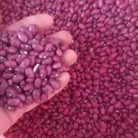 لوبیا قرمز درشت یکدست|عمده‌فروشی|صائین قلعه, |دیوار