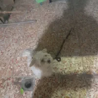 سگ شیدزو ۲ ساله واکسن زده شناسنامش گم شد