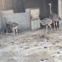 شترمرغ۳ ماه