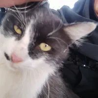 گربه گم شده|گربه|بیرجند, |دیوار