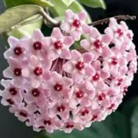 گل هویا|گل و گیاه طبیعی|اسکو, |دیوار