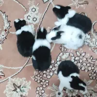 بچه خرگوش