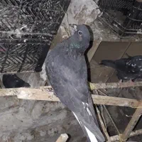 تعدادی کبوتر خوب|پرنده|کاشان, مشکات|دیوار