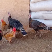 بوغلمون ۷ماهه|حیوانات مزرعه|قزوین, |دیوار