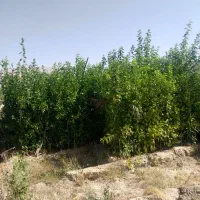 نهال پرتقال|خدمات باغبانی و درختکاری|شیراز, سرو|دیوار