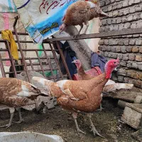 بوقلمون محلی|حیوانات مزرعه|مینودشت, |دیوار