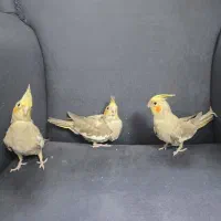 جوجه عروس هلندی جوجه|پرنده|پاکدشت, پاکدشت (مامازند)|دیوار