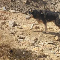 سگ هاسکی|سگ|یاسوج, |دیوار