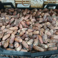 خرما دریری|خوردنی و آشامیدنی|اهواز, زرگان|دیوار