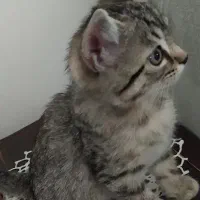 بچه گربه ناز