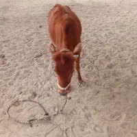 پروگاوداشتی اطراف جلابی|حیوانات مزرعه|تخت, |دیوار