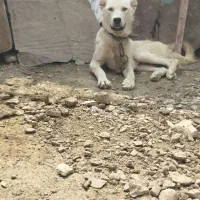 واگذاری سگ سرابی نر نگهبان واقعی