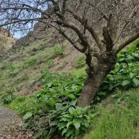 ورزشی و طبیعت و کمپینگ