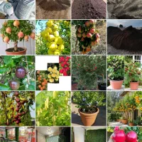 آبیاری هوشمند قطره ای باغ و باغچه|خدمات باغبانی و درختکاری|قم, میرزائیه|دیوار