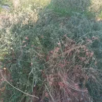 علوفه و یونجه