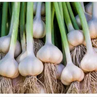 نیرو کار برای سیر