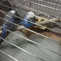 مرغ عشق انگلیسی|پرنده|نجفآباد, امیرآباد|دیوار