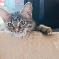 واگذاری گربه|گربه|یزد, |دیوار