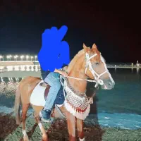 اسب نریون درجه یک