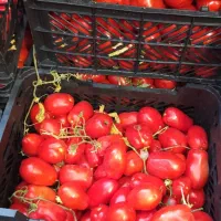 گوجه گوشتی فریمان