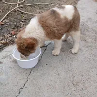 سگ ماده|سگ|سیمین شهر, |دیوار