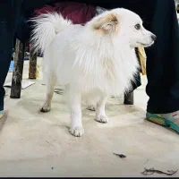 سگ پامر روباهی