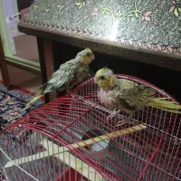 جوجه عروس هلندی فروشی