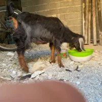 بز در کنکان