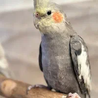 عروس هلندی نر سخنگو