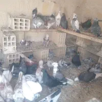 ۳۰ تا کبوتر