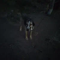 سگ عراقی ماده|سگ|بیله سوار, |دیوار