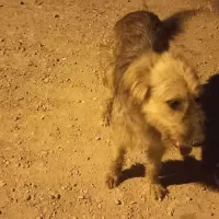 سگ فروشی|سگ|آبادان, |دیوار