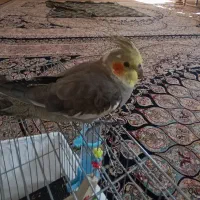 عروس هلندی کاملادستی