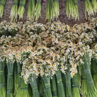 گل نرگس بهبهان