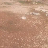 یک میش لری|حیوانات مزرعه|گتوند, |دیوار