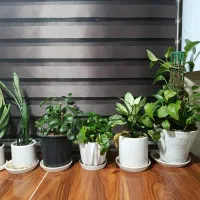 گل پتوس سانسوریا گل قاشقی و اگلونما