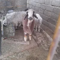 سه تاقزل افشار و یک بره ماده بختیاری