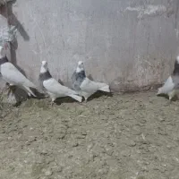 طوقی هفت رنگ|پرنده|مینودشت, |دیوار