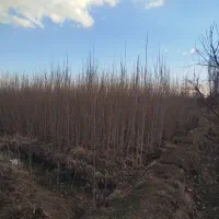 صنوبر  دوساله